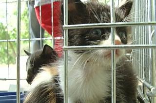 El ayuntamiento de Alcobendas promueve la adopcin de perros y gatos abandonados