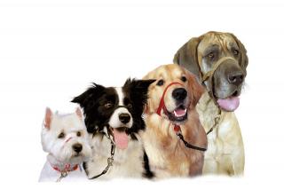 Ms seguridad para mascotas y vecinos de Sanse con la nueva ordenanza municipal de animales 