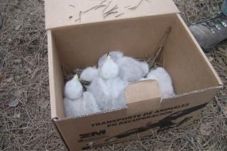 Los agentes forestales retiran nidos de pjaros del aeropuerto para mejorar la seguridad en la navegacin area