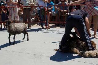 Este domingo, nueva demostracin del esquileo a tijera de las ovejas en Colmenar Viejo