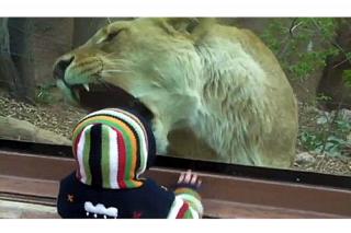 Mundo-web: Una leona intenta comerse una nia