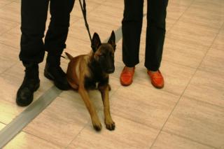 La Polica Local de Algete ficha a un perro pastor con el objetivo de detectar sustancias estupefacientes