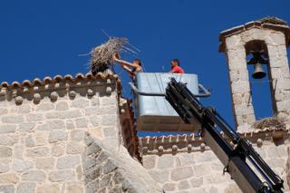 Colmenar Viejo retira 10 nidos de cigeas del tejado de la Baslica 