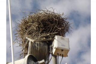 A vueltas con los nidos de cigea en Colmenar Viejo