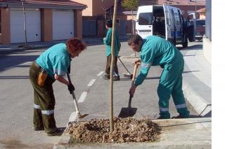 Paracuellos realiza  un plan de replantacin de rboles en Miramadrid