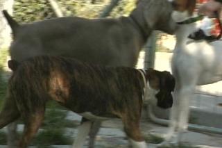Alcobendas inicia una campaa de control de perros potencialmente peligrosos.