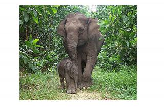 Conocemos ms sobre los Elefantes en nuestro espacio de Mundo Animal. Foto: WWF Spain
