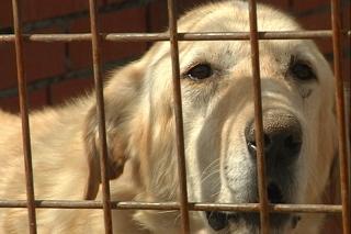Frente al maltrato animal y el abandono, contacta con la Asociacin Nacional de Amigos de los Animales.