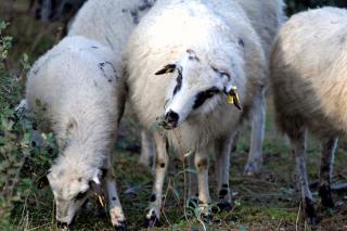 El censo de las ovejas Colmenarea y Rubia de El Molar se ha duplicado en dos aos. 