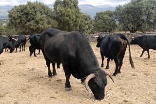 Las autoridades inmovilizan el ganado bovino de Colmenar Viejo debido a un brote de tuberculosis