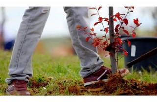 300 almendros se plantarn este fin de semana en Paracuellos de Jarama