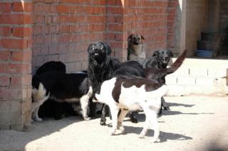 Desalojado medio centenar de perros en una vivienda de San Sebastin de los Reyes