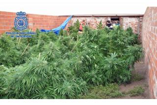 Intervenidos 200 kilos de plantas de marihuana en El Molar, uno de los mayores focos de cultivo y distribucin en la regin