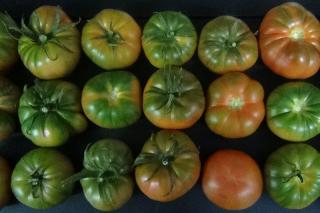 El tomate Raf, la estrella en nuestra cocina de temporada.