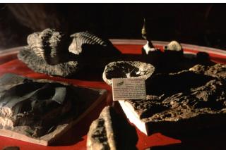 El Aula de Medio Ambiente Las Vaquerizas de Tres Cantos acoge la muestra sobre fsiles Animales de piedra.