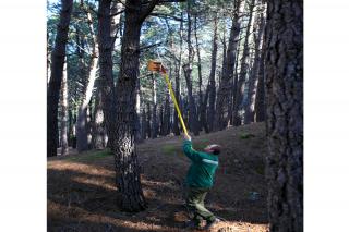 Se intensifica la lucha contra las plagas forestales en el Parque Nacional de Guadarrama.