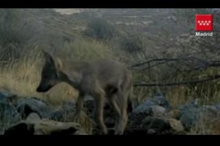 Los agricultores y ganaderos de la sierra de Madrid denuncian un incremento en los ataques de lobos y perros asilvestrados