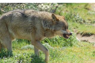 Los agricultores denuncian la dejadez del Gobierno regional para resolver el problema de los ataques de lobos. Lobo ibrico en Madrid - Ral A. (Neticola). Imagen tomada en condiciones controladas