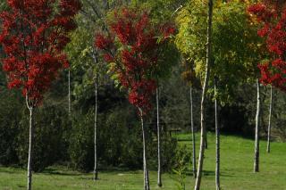 Sanse se suma al proyecto europeo Life+Biodiversidad reforestando olmos