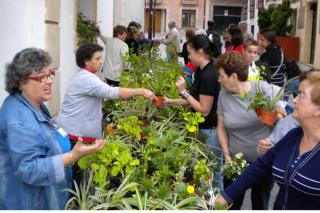Reparto de plantas aromticas en Sanse con motivo del Da Internacional del Medio Ambiente