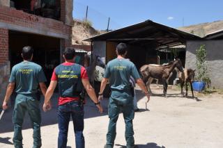 Detenida una persona por maltratar a 30 caballos en una finca de El Molar
