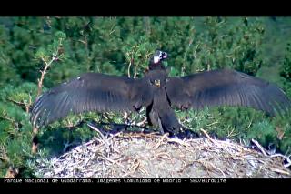 Ms de 15.000 visitas en un mes a la webcam del nido de Buitre Negro