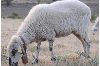 UGAMA reclama ayudas adicionales a los ganaderos de las zonas de la sierra de Madrid