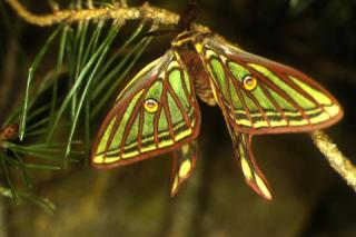 Amenazados: una belleza llamada mariposa isabelina