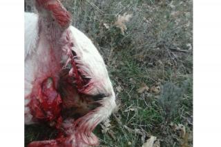 Los ganaderos piden que se aceleren las indemnizaciones ante nuevos ataques de lobos en la sierra norte