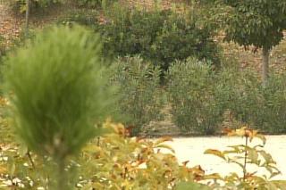 La Comunidad reforesta el monte de Caacerral en Colmenar Viejo con la plantacin de 18.400 rboles y arbustos