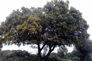 Reforesta denuncia que el cambio climtico ya est afectando a la vegetacin de la Sierra de Guadarrama