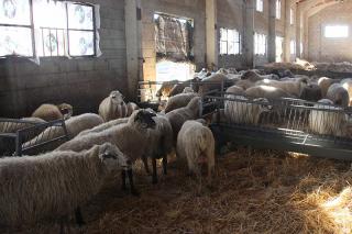 En cinco aos se incrementa la poblacin de oveja autctona Colmenarea en un 75% 
