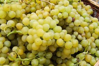 La Comunidad recupera plantas de moscatel en peligro de extincin para distinguir estos vinos de Madrid