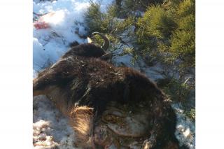 ASAJA denuncia la muerte y desaparicin de cabras por el ataque de lobos
