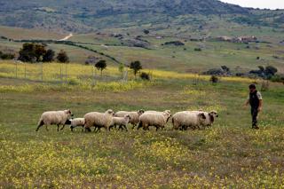 Colmenar Viejo celebra las primeras jornadas de homenaje a sus pastores
