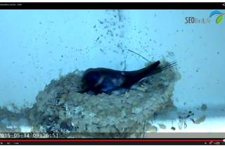 Una webcam permite seguir en directo el nido de una pareja de golondrinas en la UAM