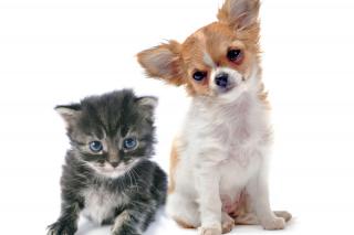 El 8 de junio comienza la campaña de vacunación antirrábica y de identificación de mascotas en Alcobendas