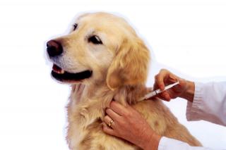 Comienza en Tres Cantos la campaña de identificación y vacunación antirrábica para perros, gatos y hurones 