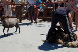 Nueva demostración del esquileo a tijera de las ovejas en Colmenar este domingo en el parque El Mirador