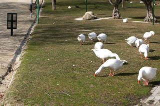 El ayuntamiento de Alcobendas afirma que la muerte de patos en el Parque de Andalucía podría deberse a una bacteria que solo les afecta a ellos