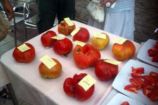 Comienza el periodo para participar en la segunda edición del concurso de grandes tomates de Paracuellos