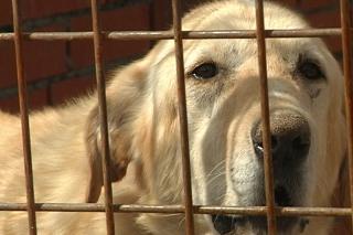 El Refugio denuncia el abandono de perros y gatos especialmente en  vacaciones