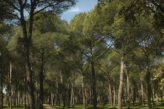 La biomasa como fuente de energa en la sierra norte de Madrid