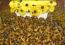 Curarse en Salud: Neonicotinoides, una adicción mortal para las abejas