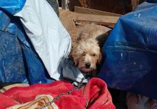Justicia animal denuncian la inacción municipal ante dos meses de maltrato a una perra en El Molar